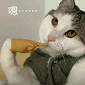 萌宠 猫咪 嗯 呆萌 可爱