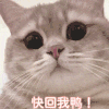 萌宠 猫 快回我 眨眼 呆萌 可爱