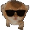 萌宠 猫咪 墨镜 呆萌 可爱