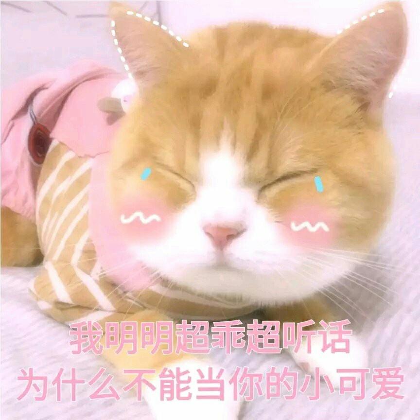 猫咪脸红表情包图片