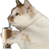 萌宠 猫咪 奶茶 呆萌 可爱