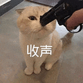 萌宠 猫咪 收声 呆萌 可爱