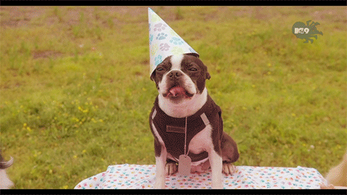 狗生日快乐动图图片