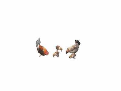 五只小鸡动态桌面壁纸图片