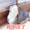 萌宠 猫咪 不活了 呆萌 可爱