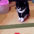 萌宠 猫咪 玩耍 呆萌 可爱