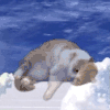 萌宠 猫咪 魂飞 呆萌 可爱