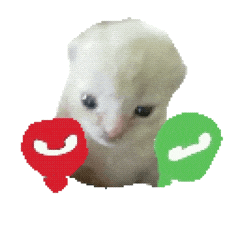 猫meme 猫猫 抽象 搞怪