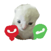 猫meme 猫猫 抽象 搞怪