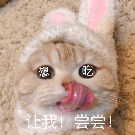 萌宠gif猫星人gif让我尝尝gif想吃gif呆萌gif可爱gif