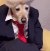 萌宠 狗狗 西装 呆萌 可爱