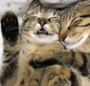 猫咪睡觉爪子抱一起gif动图