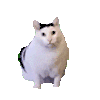 萌宠 猫咪 模糊 呆萌 可爱