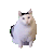 萌宠 猫咪 模糊 呆萌 可爱