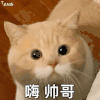 萌宠 猫咪 嗨 帅哥 呆萌 可爱