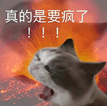 猫咪 可爱 沙雕 搞怪