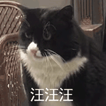 萌宠 猫咪 汪汪汪 呆萌 可爱