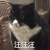 萌宠 猫咪 汪汪汪 呆萌 可爱