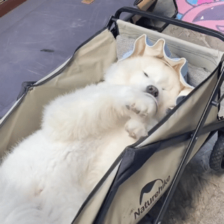 萌宠 狗狗 无奈 呆萌 可爱