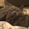 萌宠 猫咪 打你 呆萌 可爱