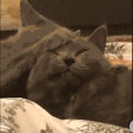 萌宠 猫咪 打你 呆萌 可爱