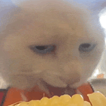 萌宠 猫咪 吃 呆萌 可爱