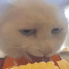 萌宠 猫咪 吃 呆萌 可爱