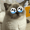 萌宠 猫咪 哭 呆萌 可爱