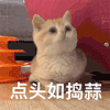 萌宠 猫咪 点头如捣蒜 呆萌 可爱