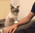 萌宠 猫咪 摸头 呆萌 可爱