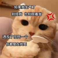 萌宠 猫星人 如果我生气了 别烦我 呆萌 可爱