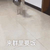 萌宠 狗 来群里要饭 呆萌 可爱
