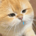 萌宠 猫咪 饿了 呆萌 可爱