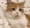 萌宠 猫咪 眨眼 呆萌 可爱