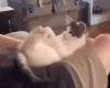 萌宠 猫咪 活动 呆萌 可爱