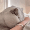 萌宠 猫咪 醒了 呆萌 可爱