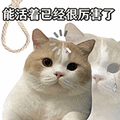 萌宠 猫咪 能活着已经很厉害了 呆萌 可爱