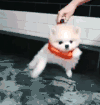萌宠 狗狗 划水 呆萌 可爱