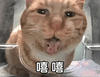 萌宠 猫咪 嘻嘻 呆萌 可爱
