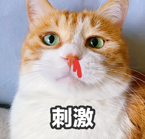 猫咪流鼻血图片