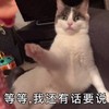 萌宠 猫 等等 我还有话要说 呆萌 可爱