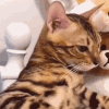 萌宠 猫咪 不开心 呆萌 可爱