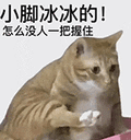 萌宠 猫咪 小脚冰冰的怎么没人一把握住 呆萌 可爱