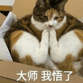 萌宠 猫咪 大师 我捂了 呆萌 可爱