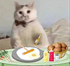 萌宠 猫咪 吃饭 呆萌 可爱