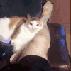 萌宠 猫咪 咬你 呆萌 可爱