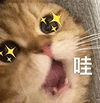 萌宠 猫咪 哇 呆萌 可爱