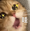 萌宠 猫咪 哇 呆萌 可爱