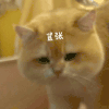 萌宠 猫咪 紧张 呆萌 可爱