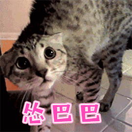 猫咪问号表情包动态图图片